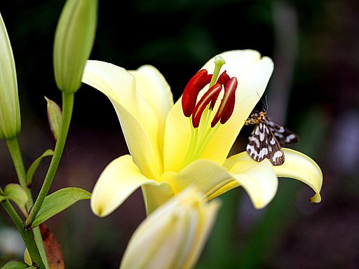 ユリの蕊とウメエダシャク