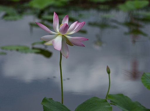 ハスの季節に・・・Ⅱ