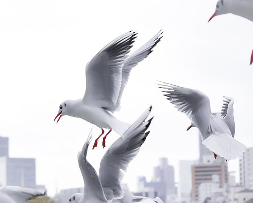 【野鳥のいる風景】大阪市内のユリカモメ