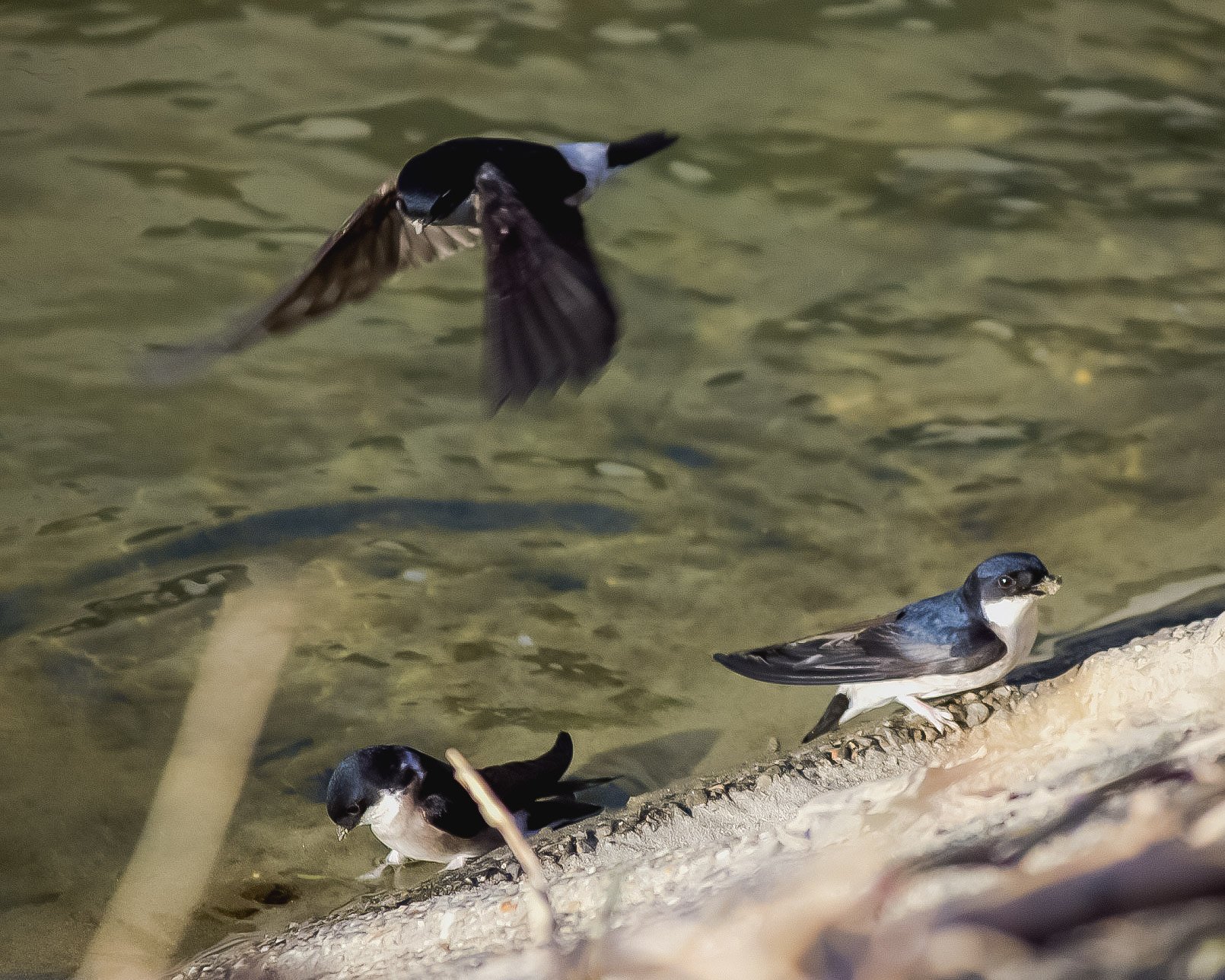 【生き物景色】イワツバメ飛行