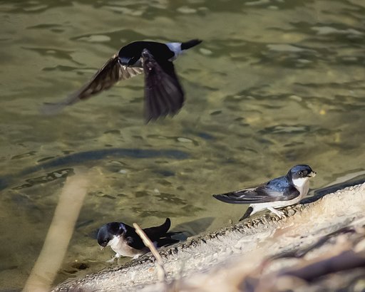 【生き物景色】イワツバメ飛行