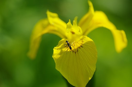 黄菖蒲と働き者