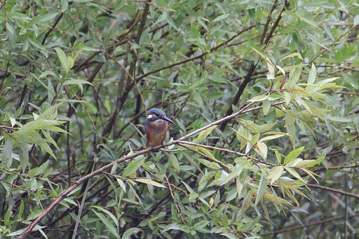 夏カワセミ（若鳥）