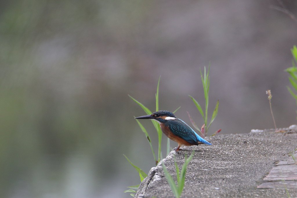 夏カワセミ