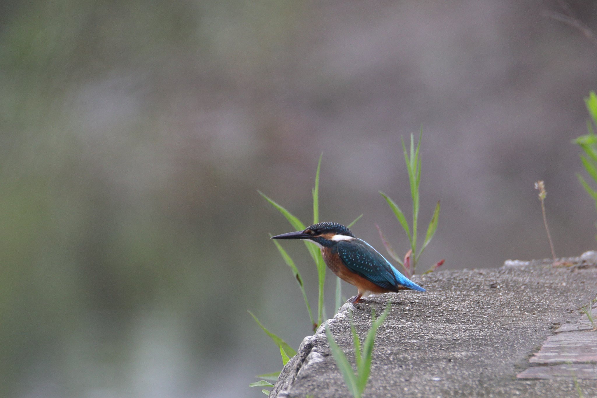 夏カワセミ