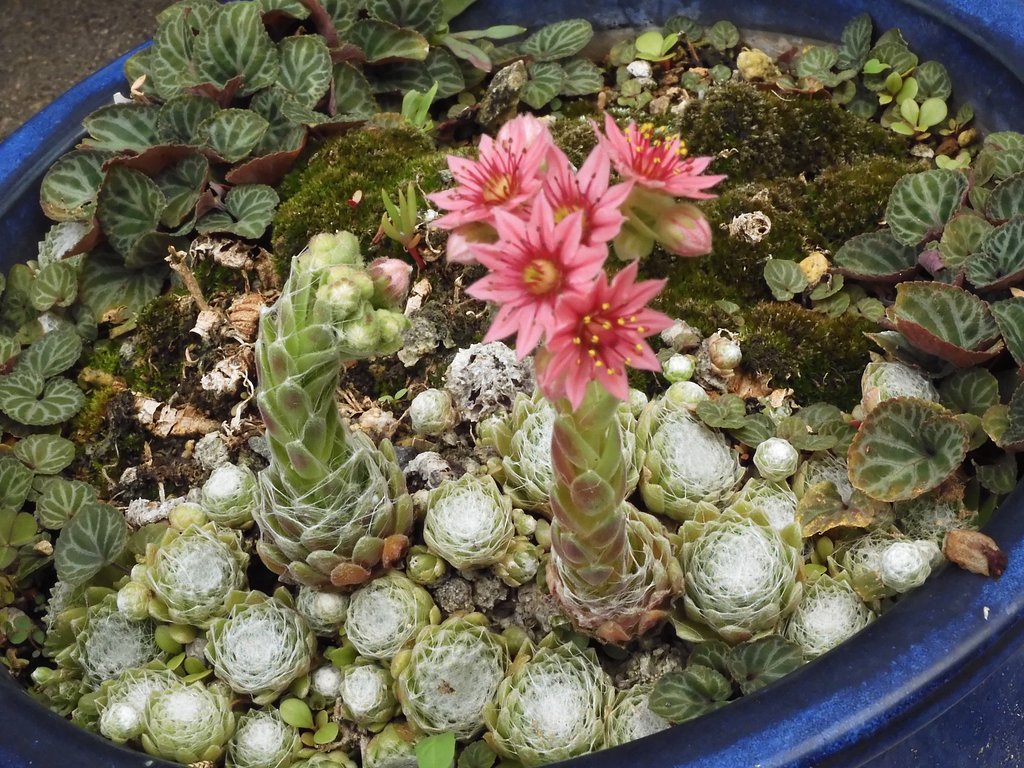 マキギヌ