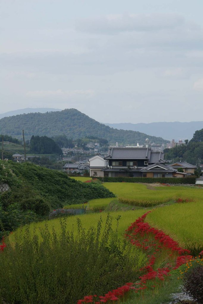 彼岸の飛鳥