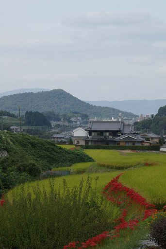 彼岸の飛鳥
