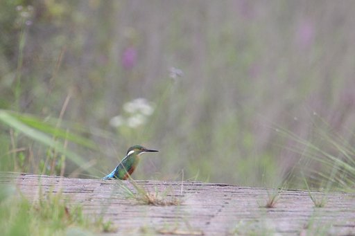 夏カワセミ（花とともに）