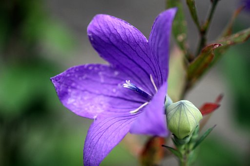 鉢植えの桔梗