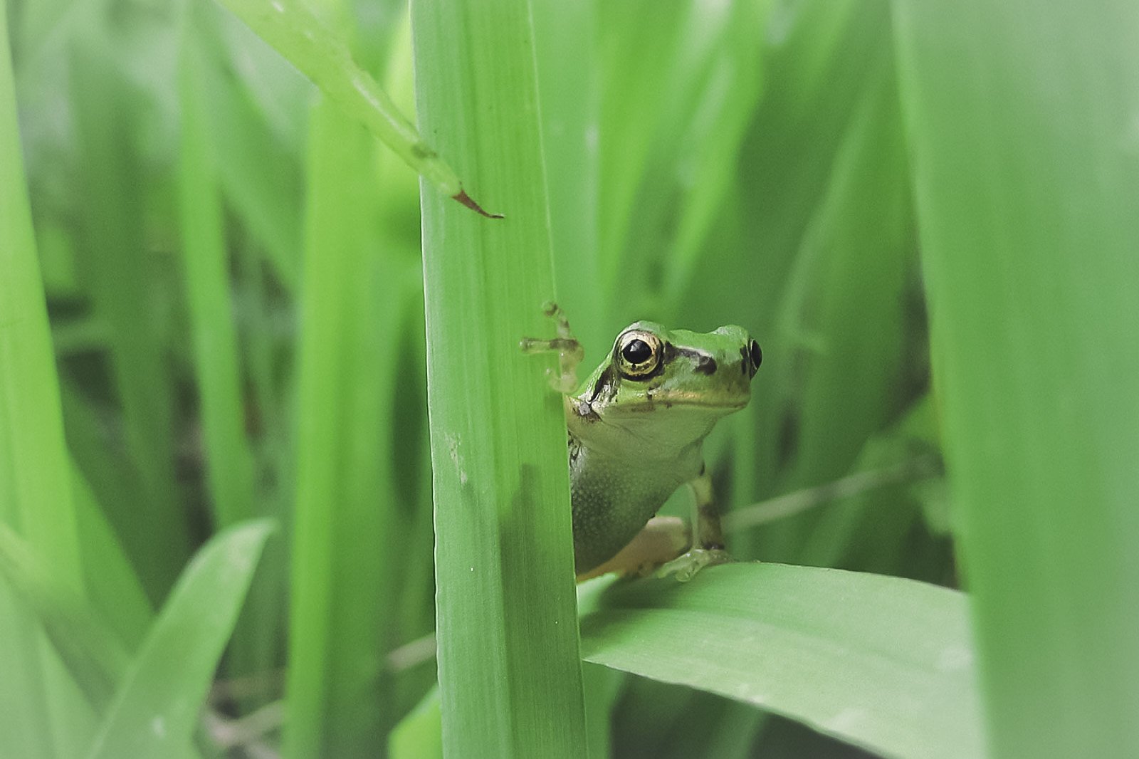【生き物景色】ちっこいアマガエル