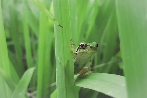 【生き物景色】ちっこいアマガエル