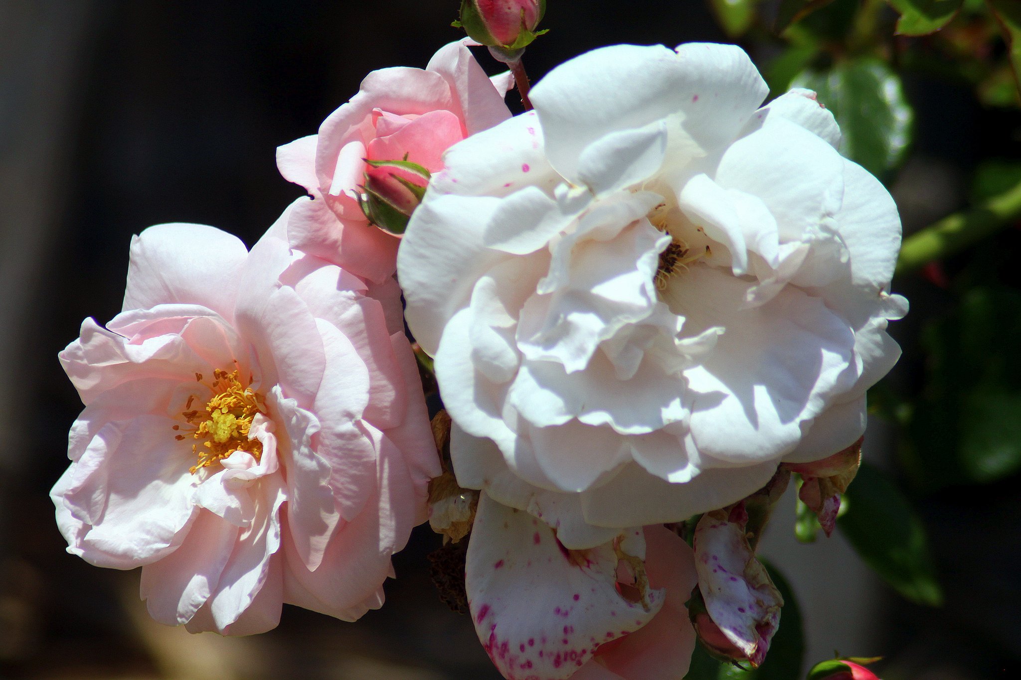 Tamron  200-400mm-F5.6