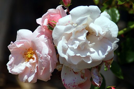 Tamron  200-400mm-F5.6