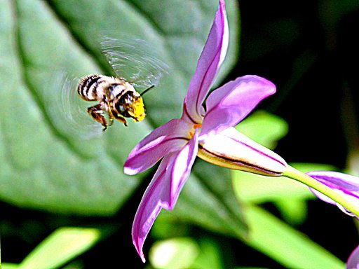 ハナニラに蜂が来ました。