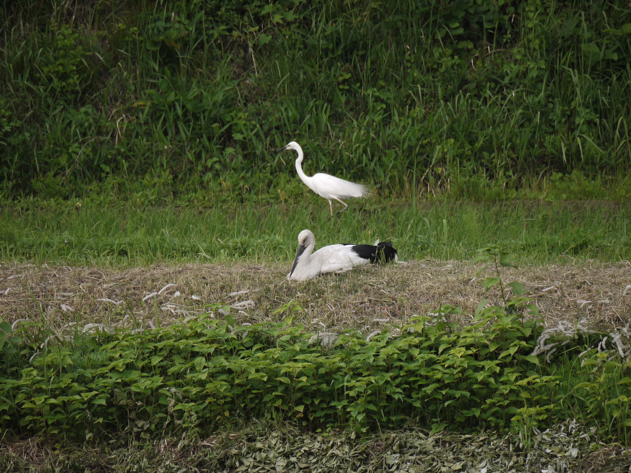 コウノトリ＆サギ