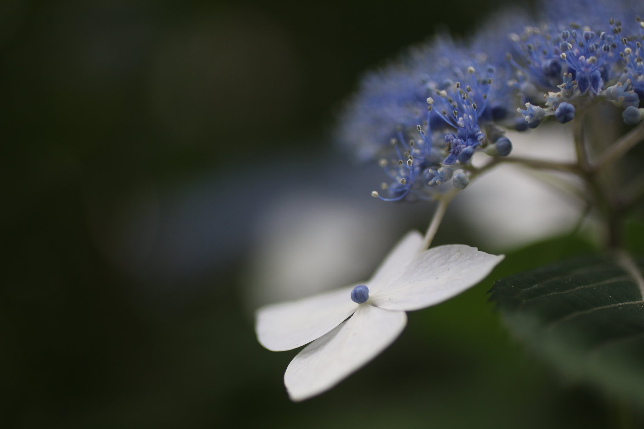 Tamron 90mm f2.8 macro 172E