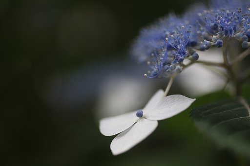 6月3日の写真