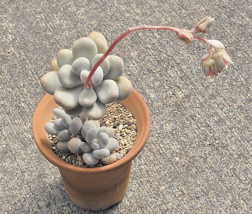 星美人