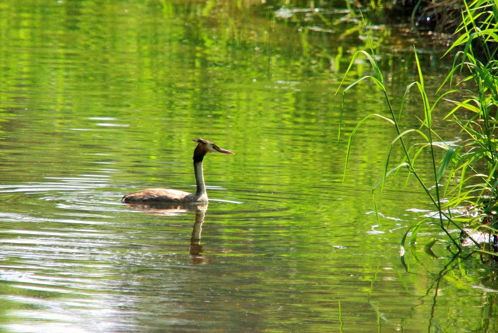 【野鳥のいる風景】どこから来たの？