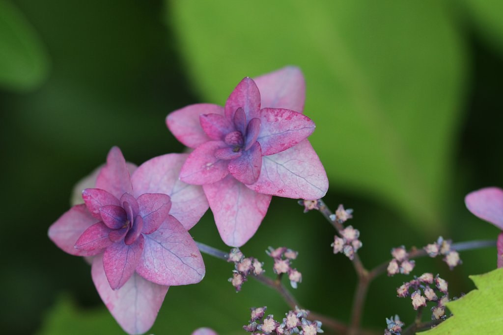 Tamron  90mm-F2.8 Macro F004