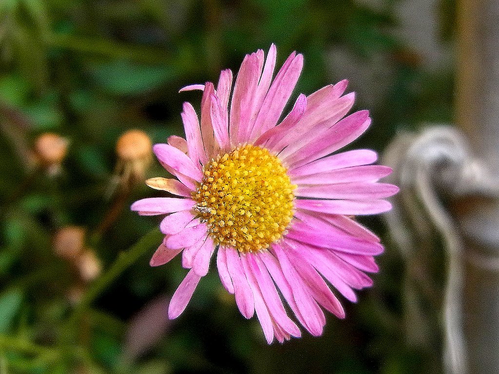 小さい物を大きく　ペラペラヨメナ
