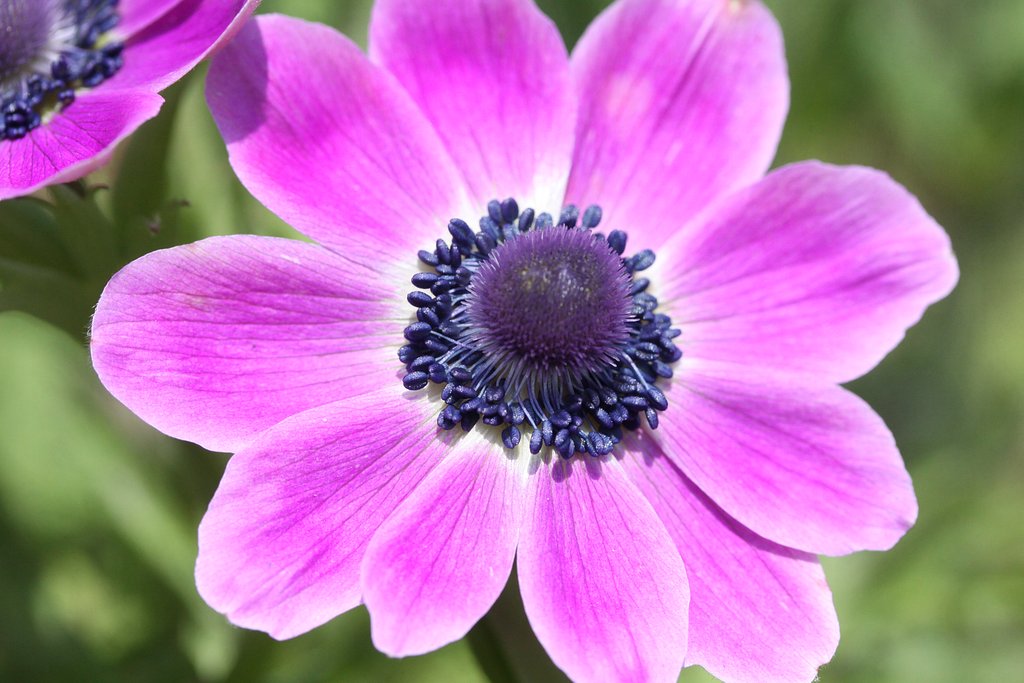 canon EF-S 60mmF2.8 Macro