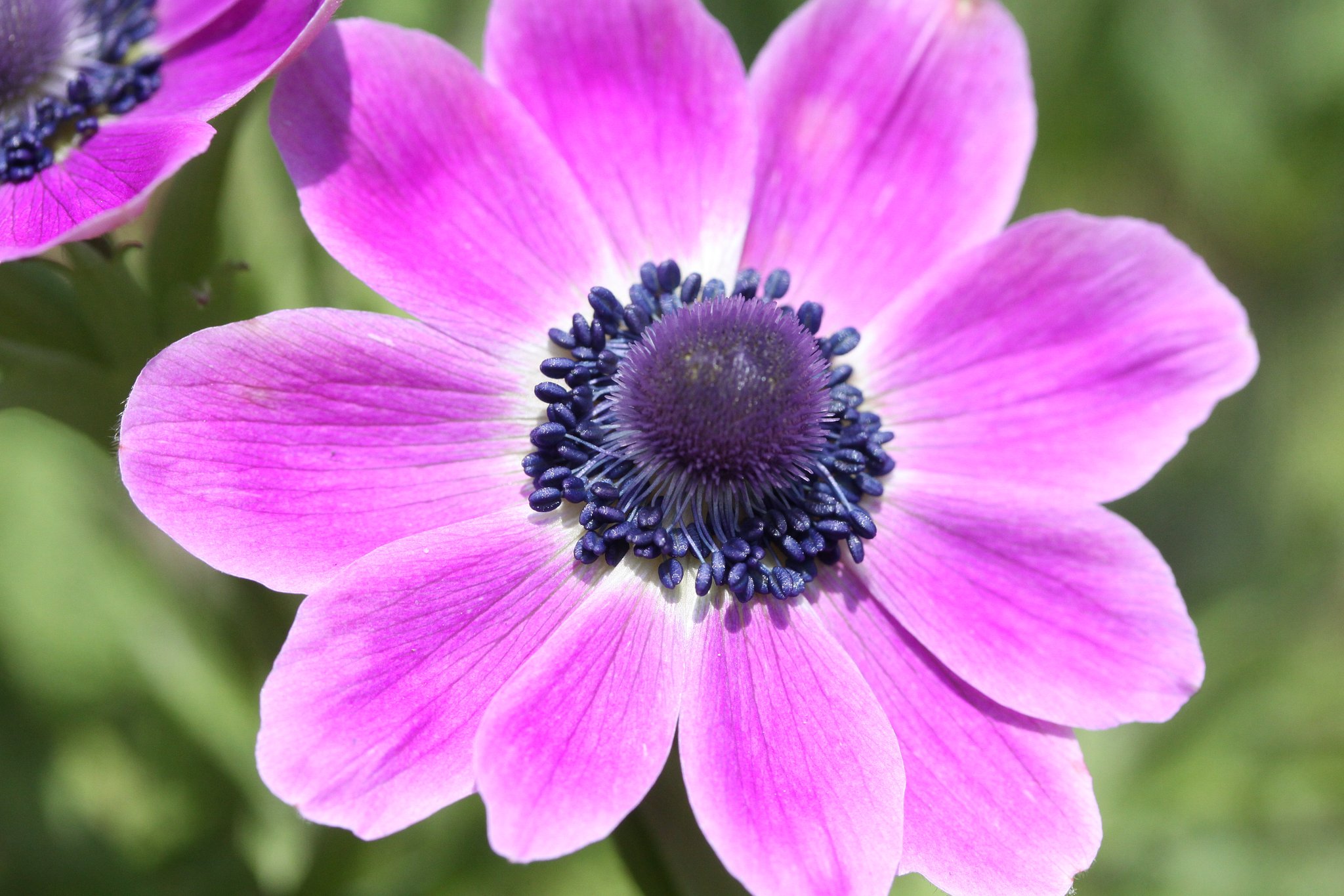 canon EF-S 60mmF2.8 Macro