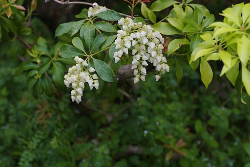 馬酔木（アセビ）