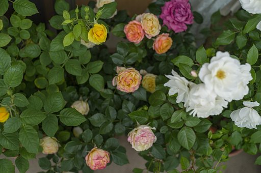 ベランダの薔薇