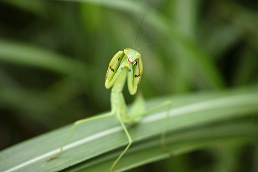カマキリ遊び