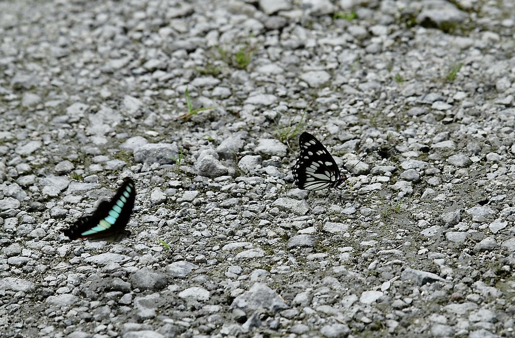 OLYMPUS  ED  50-200mm  f.2.8-3.5  SWD