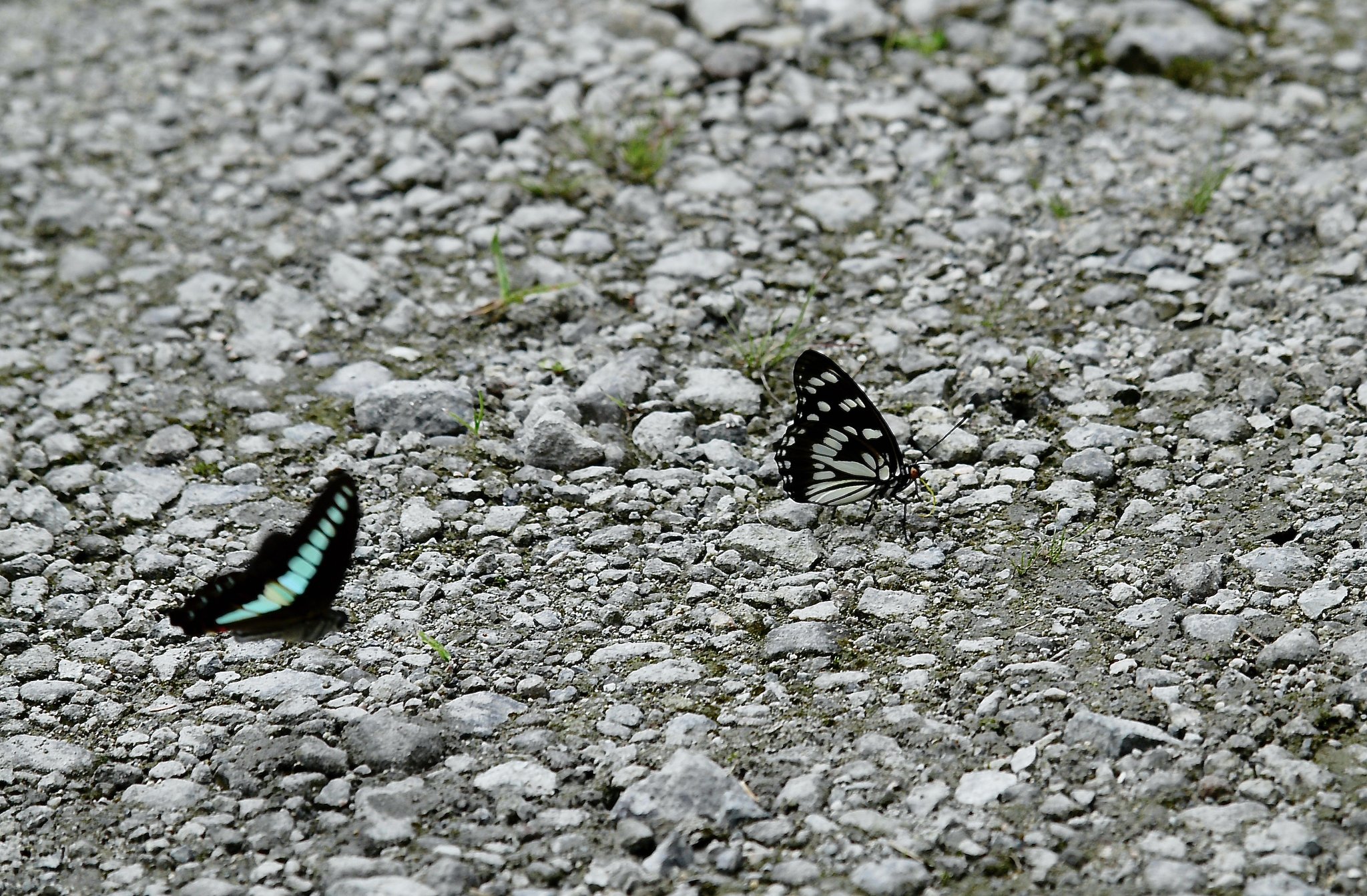 OLYMPUS  ED  50-200mm  f.2.8-3.5  SWD
