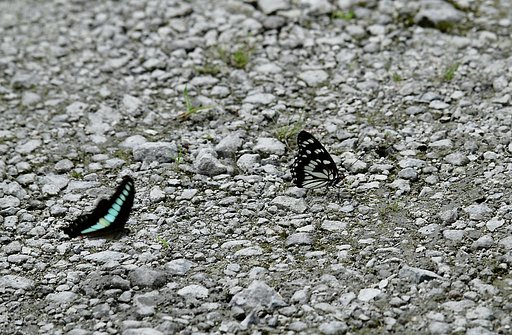 OLYMPUS  ED  50-200mm  f.2.8-3.5  SWD