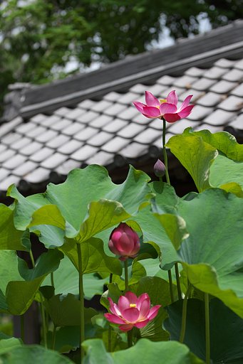 蓮寺にて
