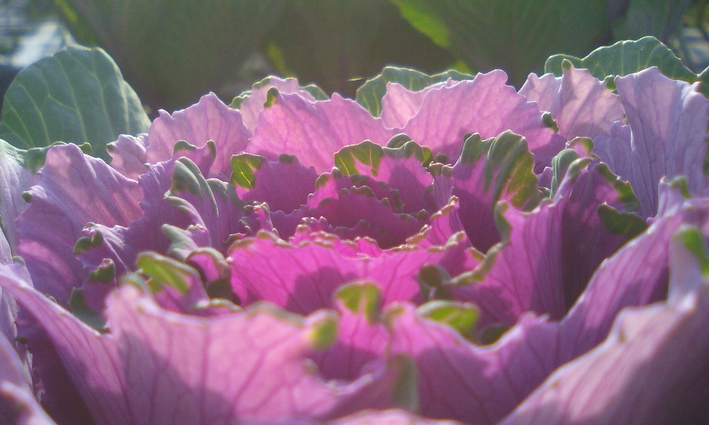 花か野菜か