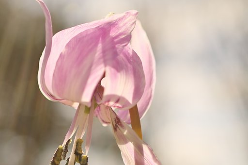 お花のぼんぼり