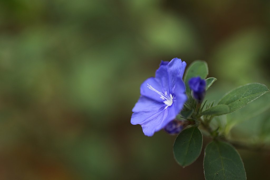 Tamron 90mm f2.8 macro 172E