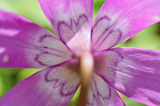 花の裏の花