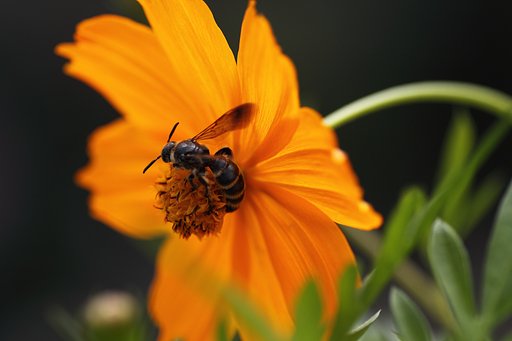 Tamron 90mm f2.8 macro 172E