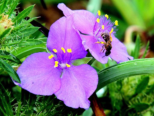 ムラサキツユクサと蜂
