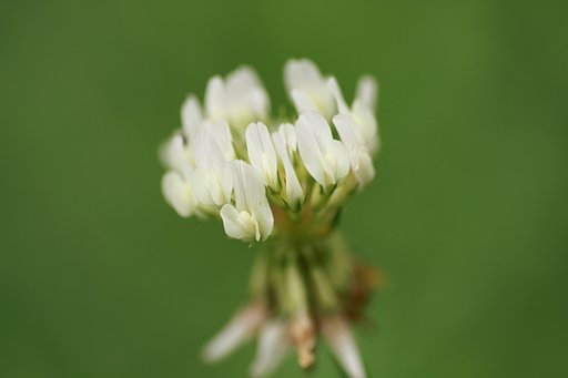 Tamron 90mm f2.8 macro 172E
