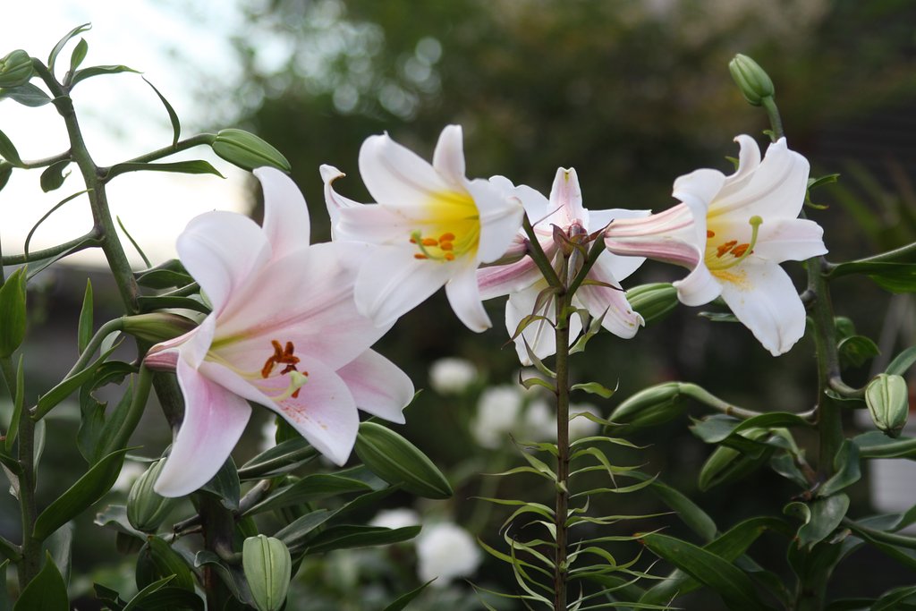 畠のユリの花