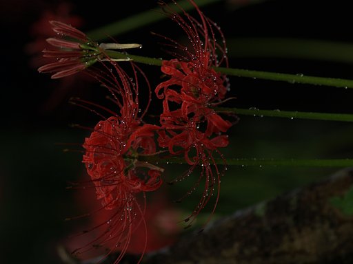 【円】闇に咲く花
