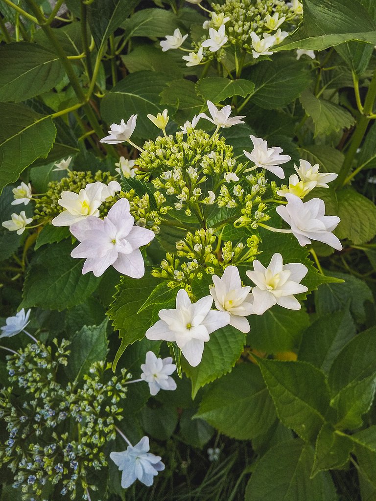 シンプルな紫陽花
