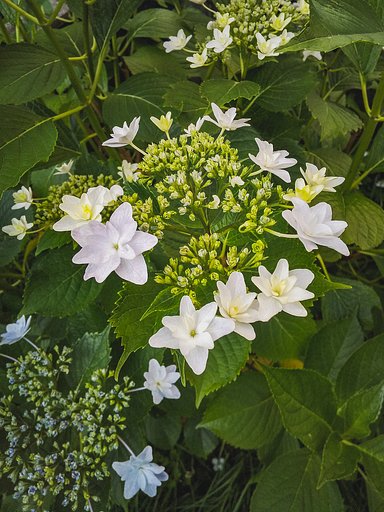 シンプルな紫陽花