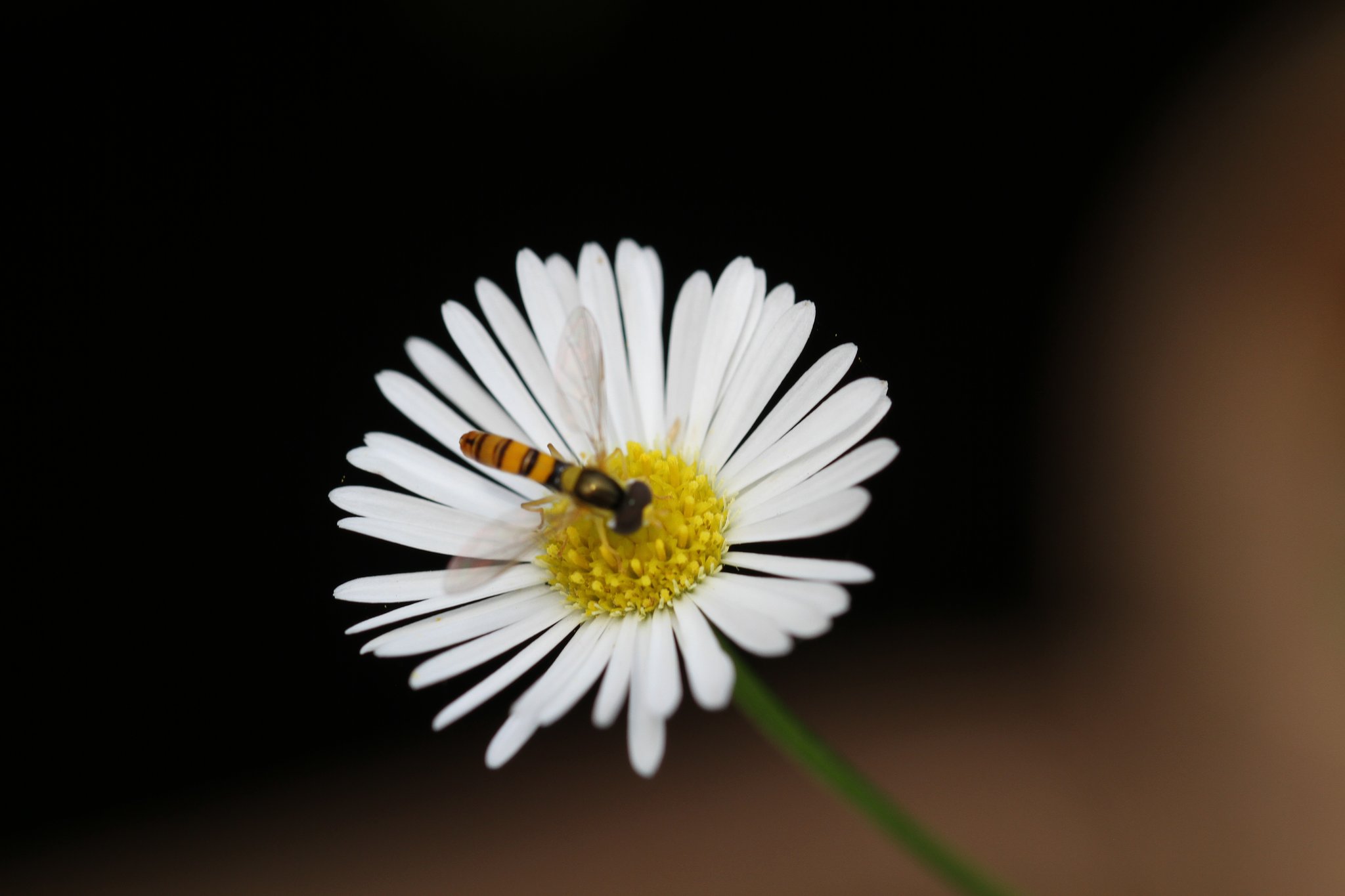 Tamron  90mm-F2.8 Macro F004