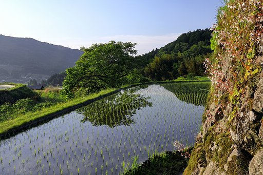 棚田の石垣