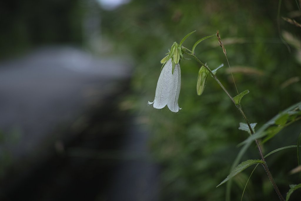 SIGMA DP3 Merrill + FT-1201
