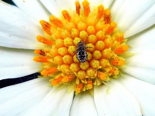 小さな物を大きく蜘蛛